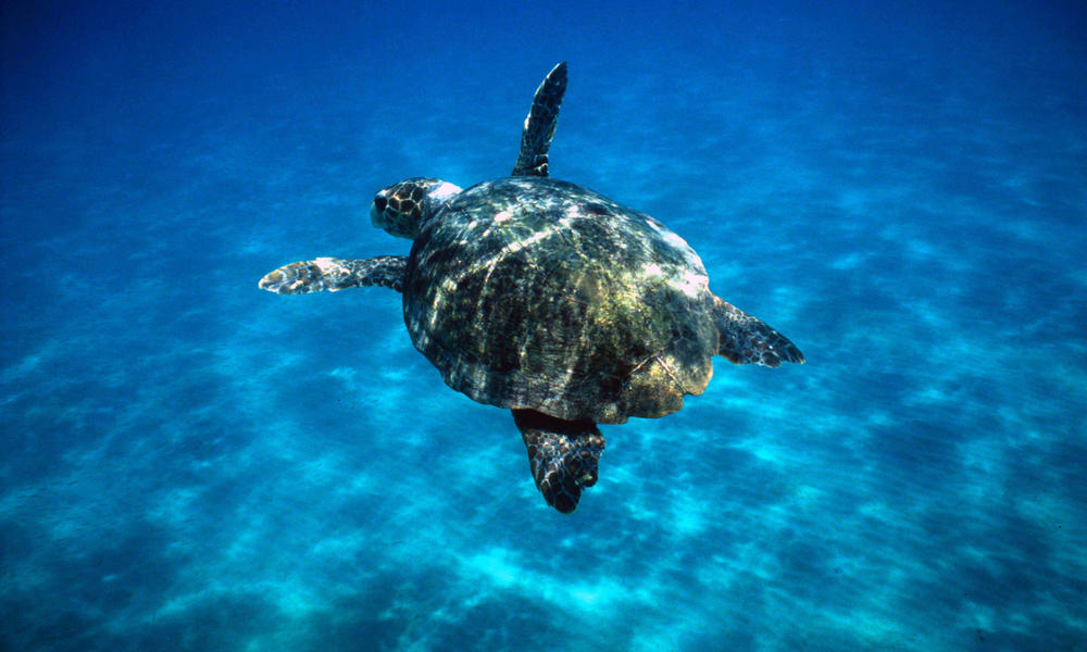 Why Are Loggerhead Sea Turtles Going Extinct