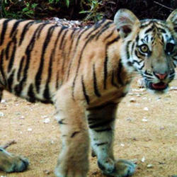 Help Tigers by supporting WWF