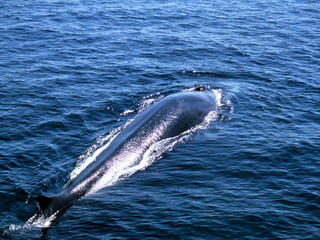 Fin Whale