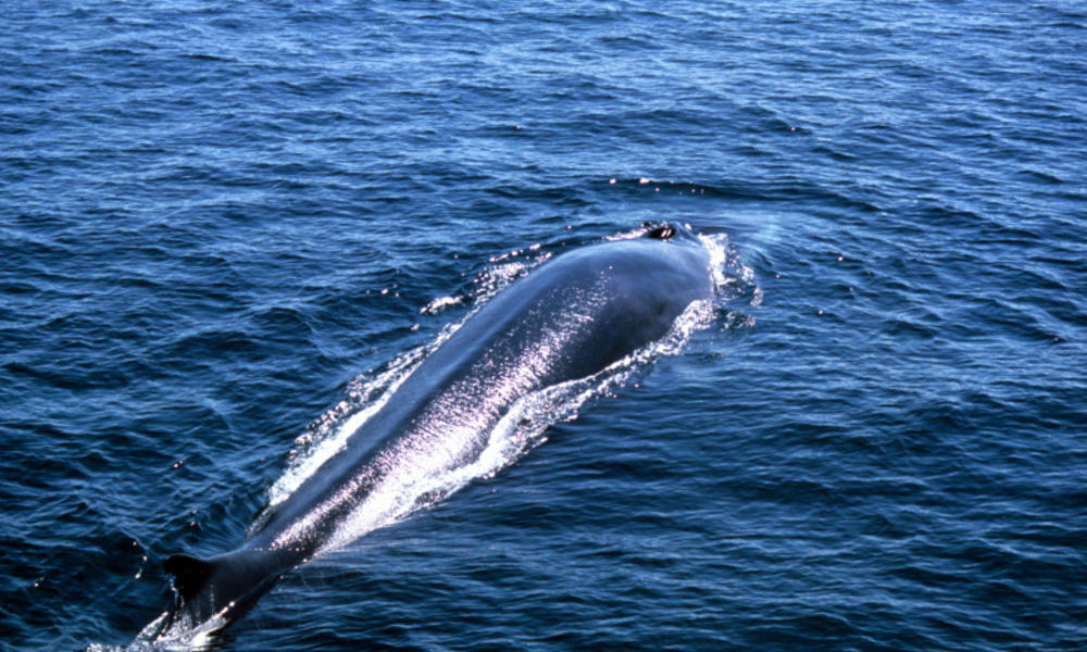 Image result for fin whale