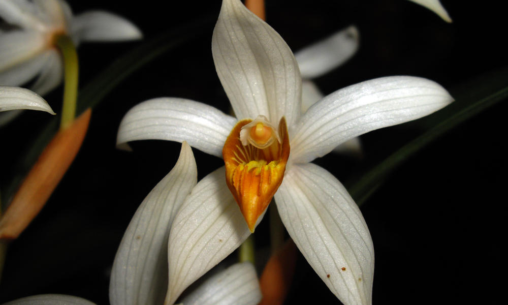 Thick-spiked Coelogyne Orchid