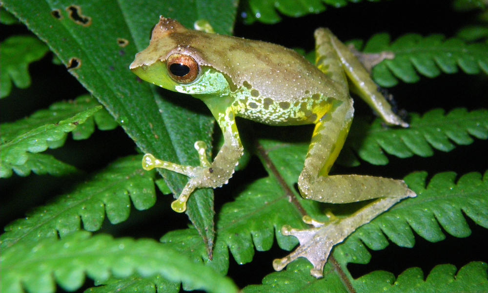 Sweet singing frog