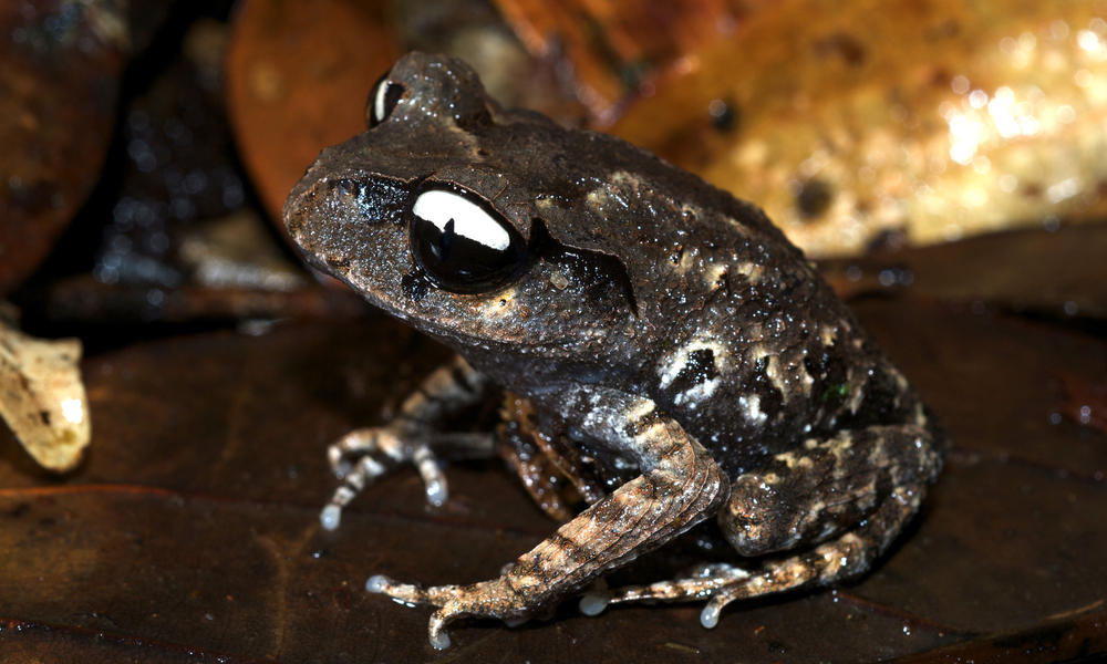 Yin yang frog