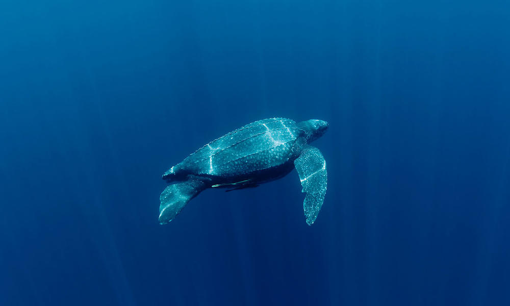 How Long Do Leatherback Sea Turtles Live