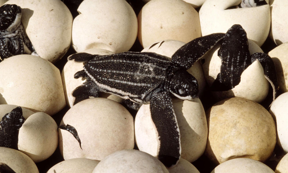 Leatherback turtle (Dermochelys coriacea), nest with eggs hatching. Mapo Beach, French Guiana