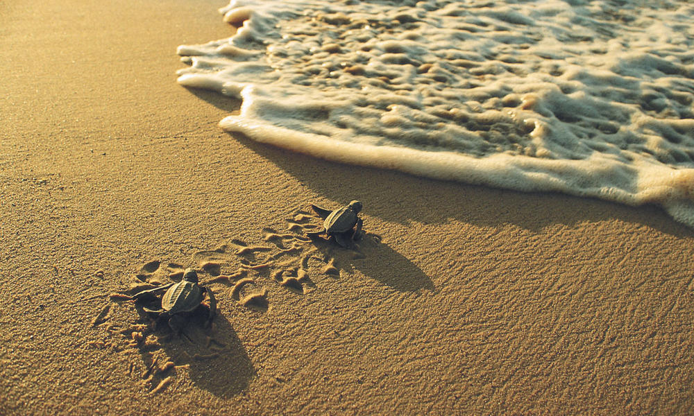 Image result for Leatherback sea turtle