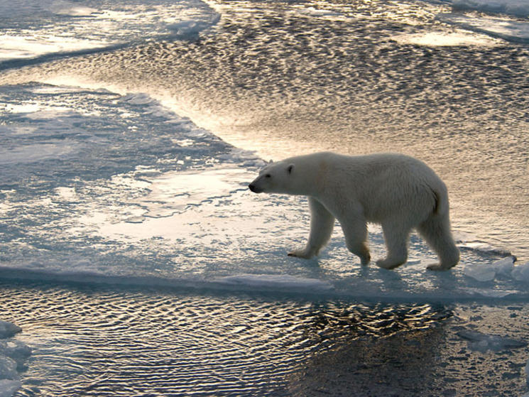 Tracking Polar Bears in the Arctic | Blog Posts | WWF