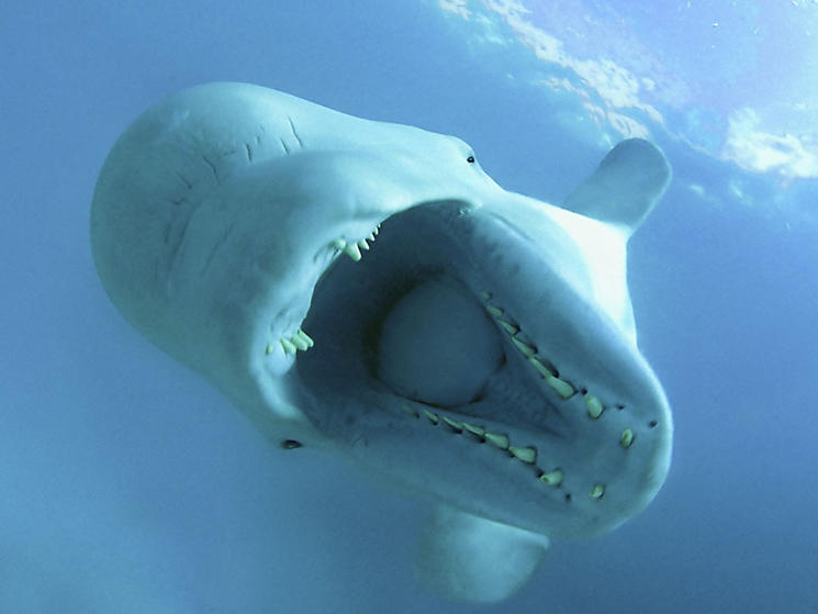 Ten Interesting Facts about Beluga Whales Blog Posts WWF