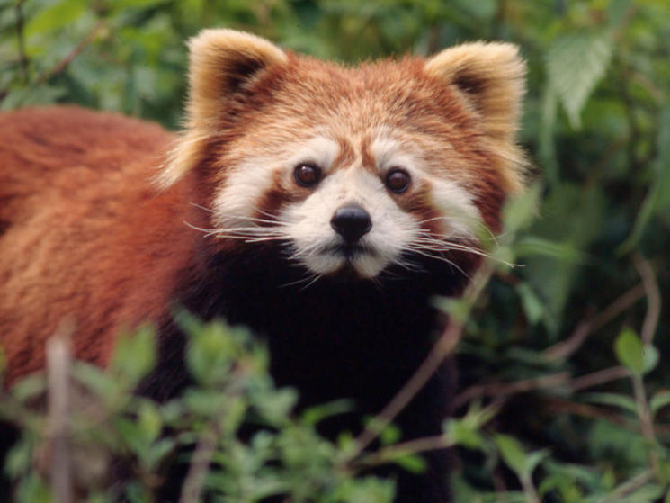 China’s Other Incredible Wildlife | Blog Posts | WWF