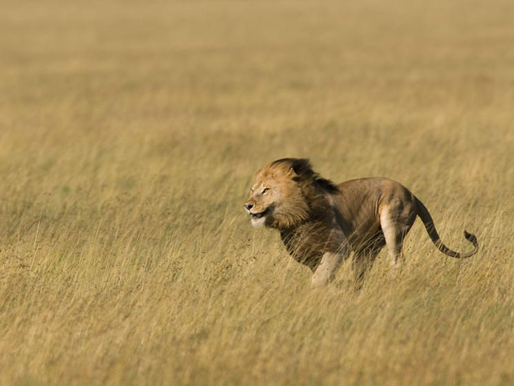 How fast are lions?