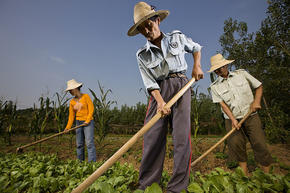 Chinese farmers 1-3-13 232374