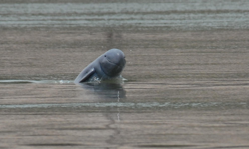 Irrawaddy dolphin 1-3-13 233179