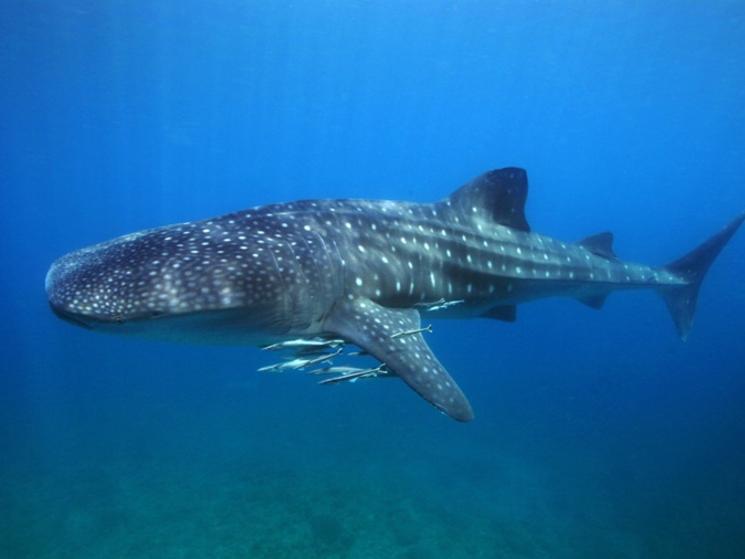 Close Encounters: Swimming with Whale Sharks in the Philippines | Blog