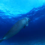 Dugong