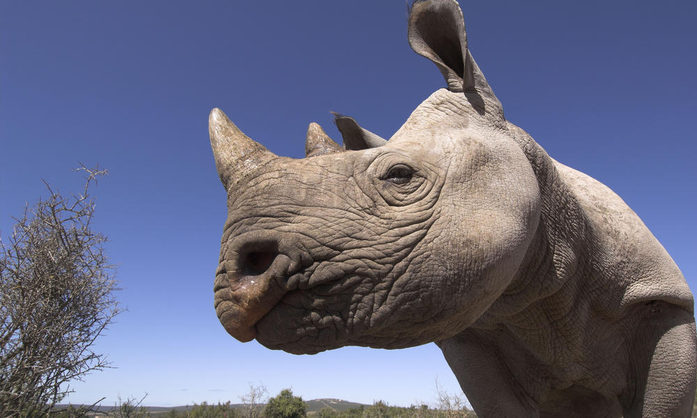 black rhino, South Africa