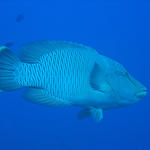 Napoleon Wrasse, also known as Maori or Humphead Wrasse in the Red Sea