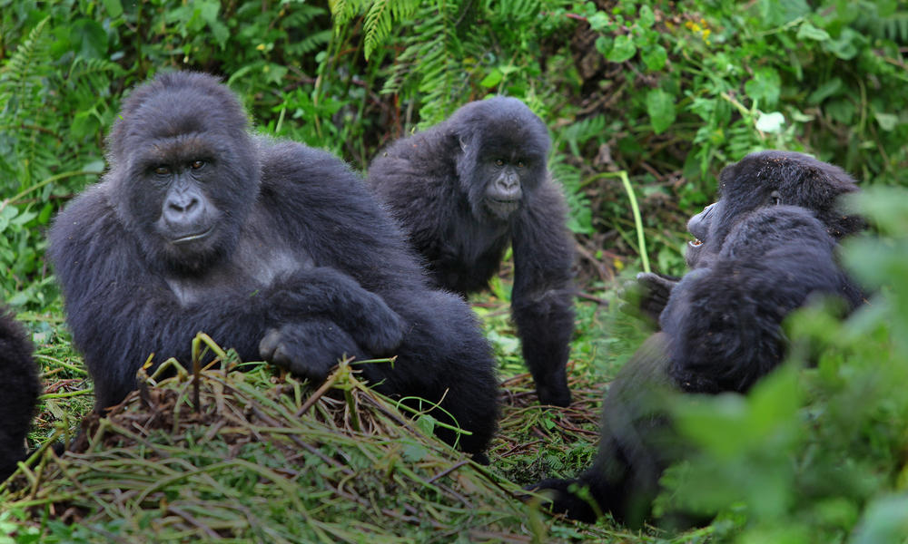 uganda rwanda gorilla tours
