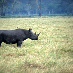 WWF is saving black rhinos by moving them | Stories | WWF