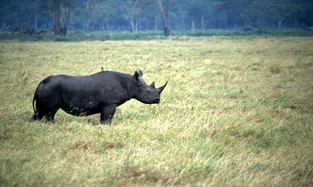 Black Rhino