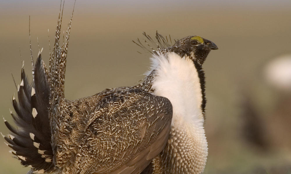 Male greater sage grouse (Centrocercus urophasianus) displays his feathers and dances for the female as part of the mating ritual. WWF project site, Montana, Northern Great Plains, United States
