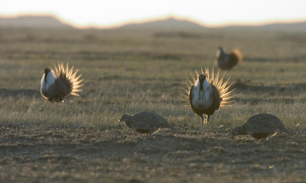 Male greater sage grouse (Centrocercus urophasianus) displays his feathers and dances for the female as part of the mating ritual. WWF project site, Montana, Northern Great Plains, United States