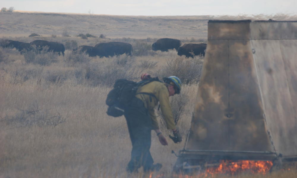 Prescribed burn on Northern Great Plains with bison