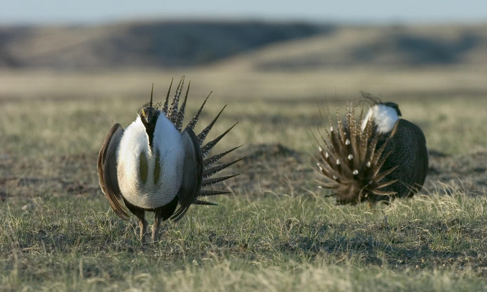 animals-of-the-northern-great-plains-stories-wwf