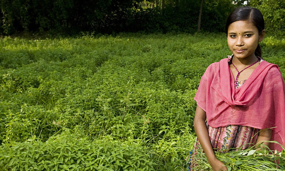 Pashupati Choudhary (14), weeding a crop of mint (Mentha arbensis). WWF's Terai Arc Landscape (TAL) program introduced the idea of mentha farming in order to reduce human/wildlife conflict and to increase a farmer's income through greater profit margins a