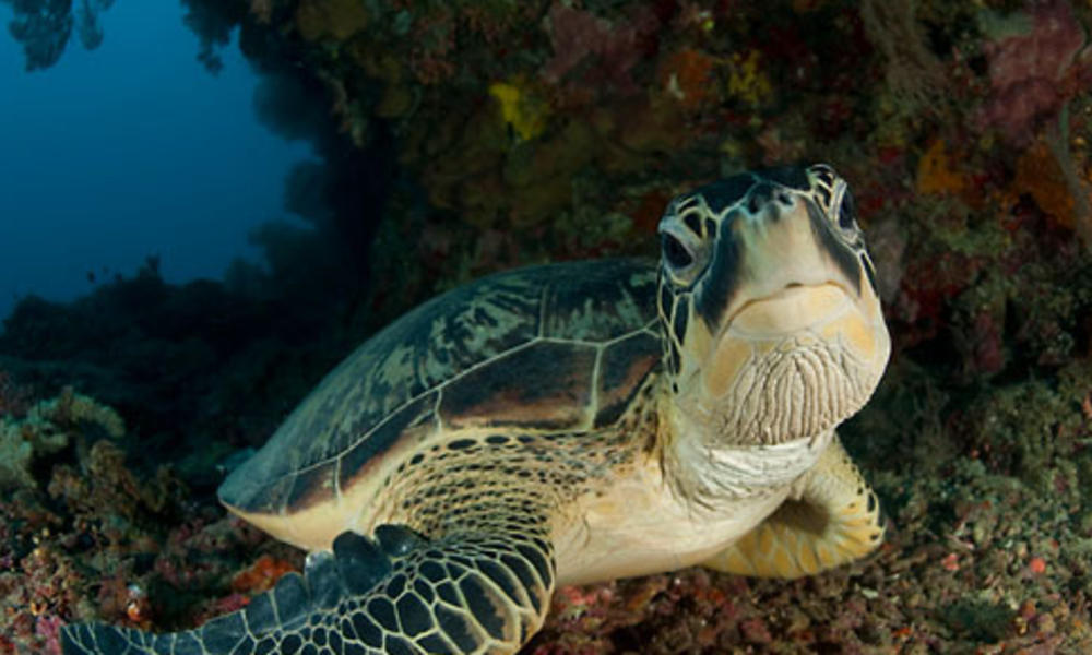 Green_Turtle_hero | Photos | WWF