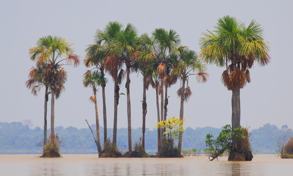 Palm stand in the Llanos de Moxos wetlands
