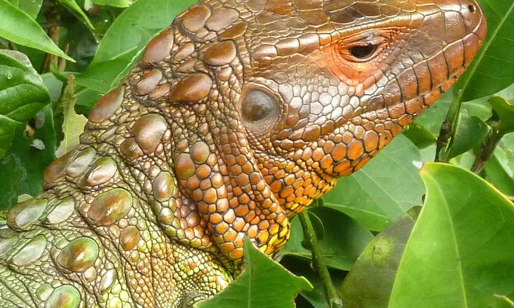 red headed caiman lizard 1 circle