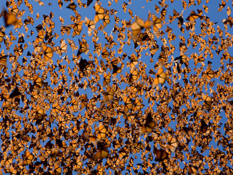 Webinar Alert: The Amazing Migration of Monarch Butterflies | Blog ...