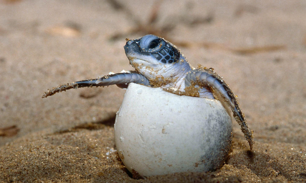 Image result for sea turtle eggs hatching
