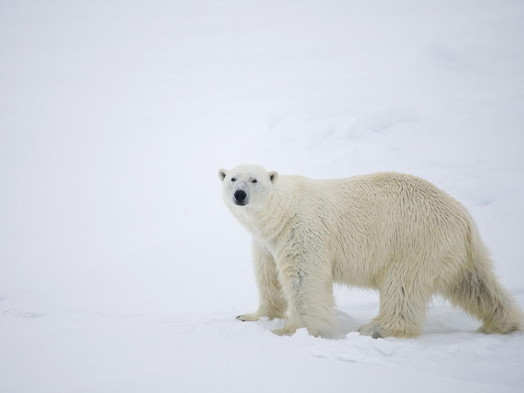 Polar Bear Patrol | Blog Posts | WWF