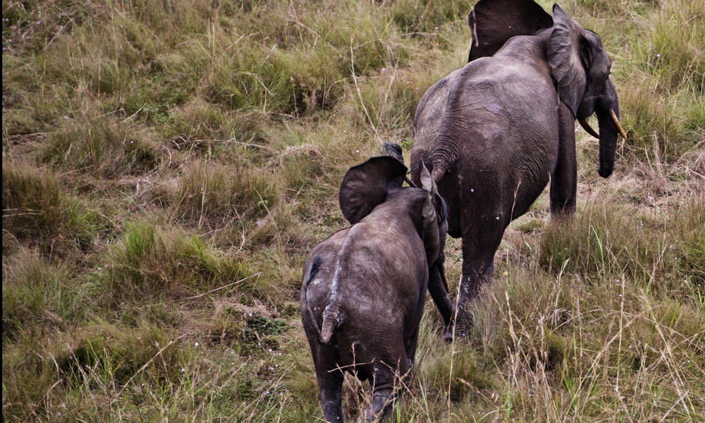 An aerial view of a two elephants in Gabon.