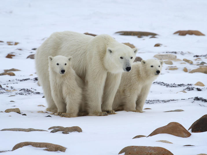 Polar Bear Patrol Blog Posts WWF