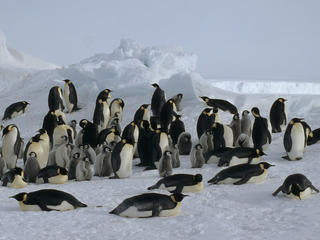 Antarctica Emperor Penguin Colony