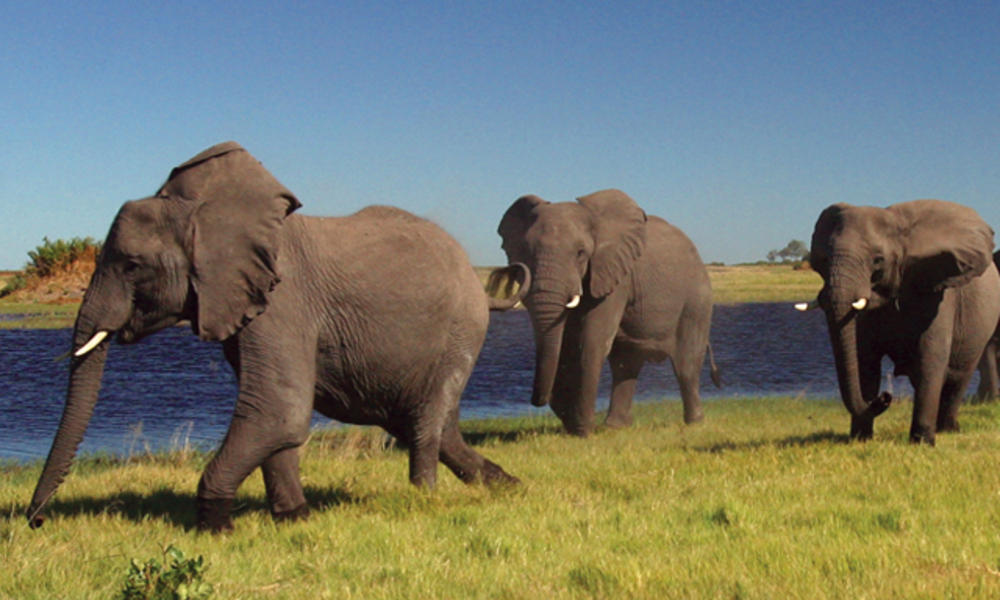 Elephants in Botswana