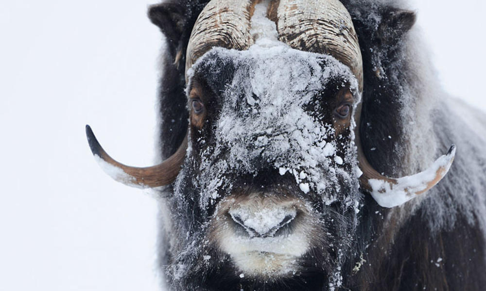 Muskox in Norway