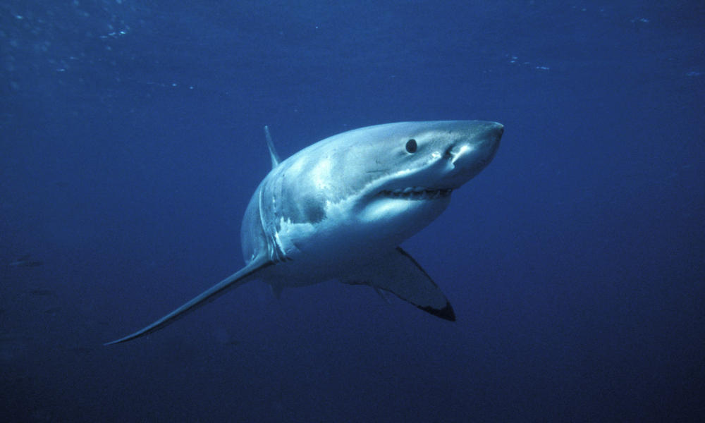 Great White Shark 111754