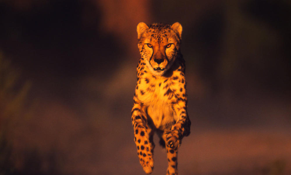 Cheetah Sprinting