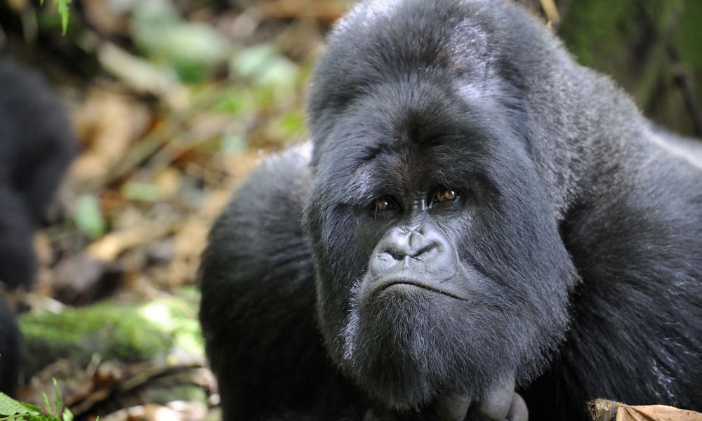 Silverback Mountain Gorilla