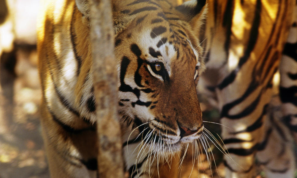 Indian Tiger