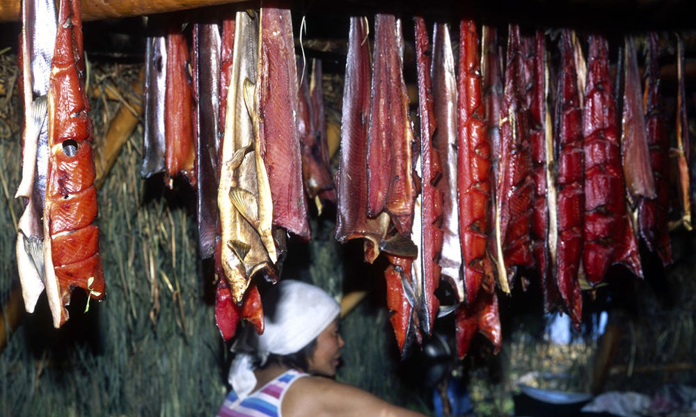 kamchatka salmon hanging from tent roof