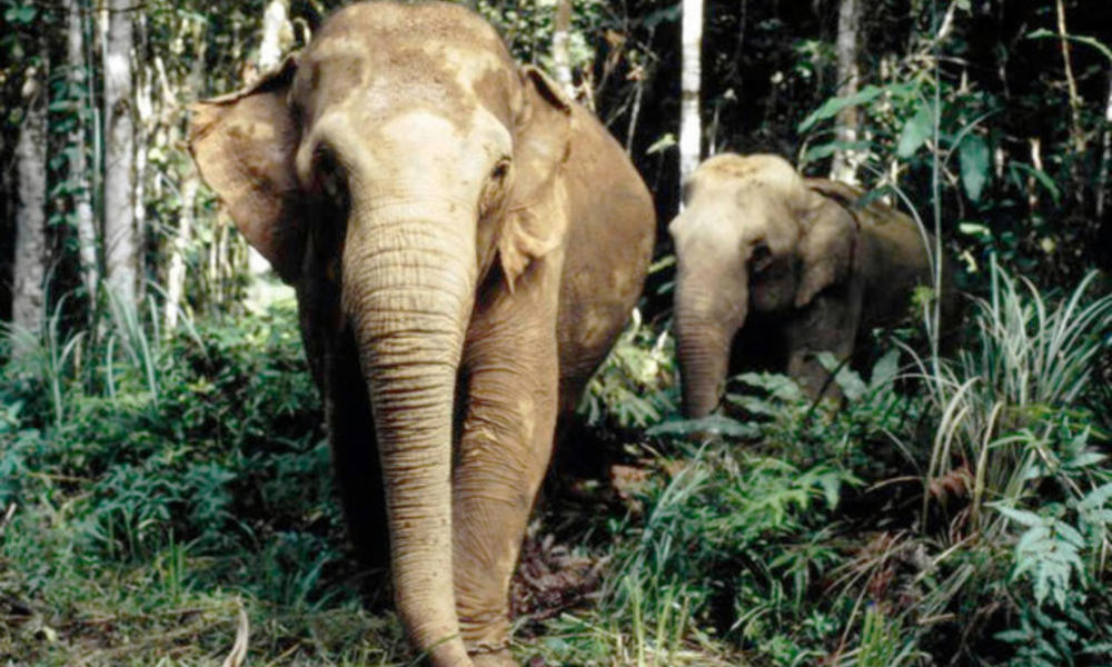 Two asian elephants in woods