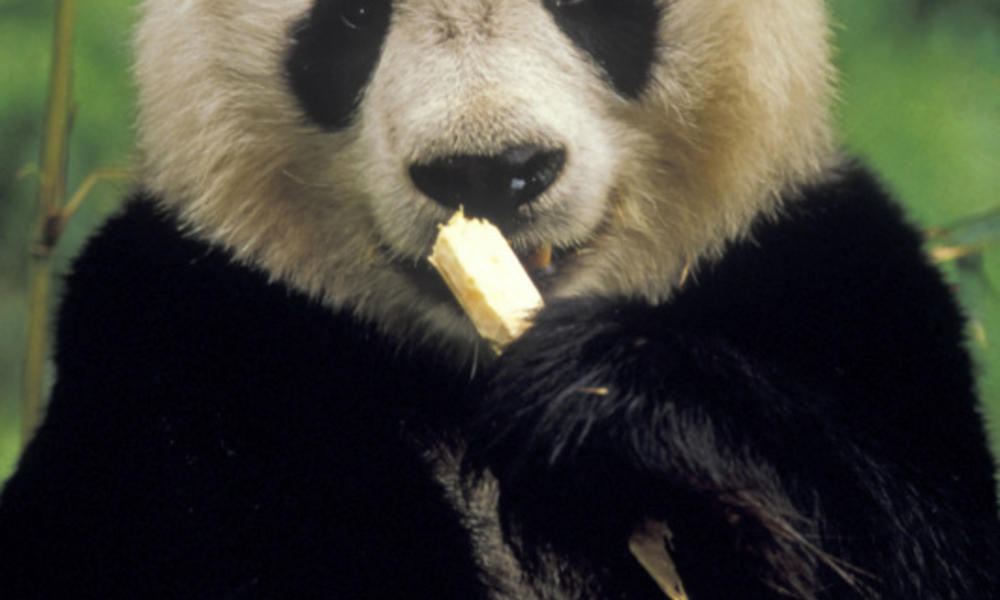 Giant panda