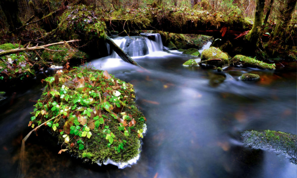 Stream in temperate forest