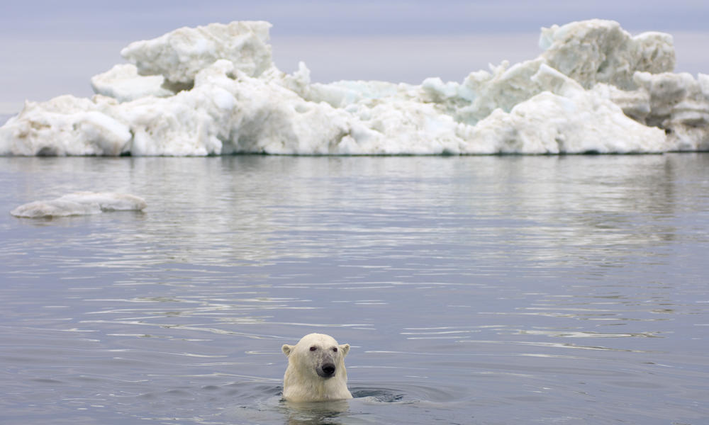 Polar bear population decline a wake up call for climate change action |  Stories | WWF