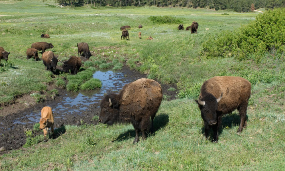 Bison grazing in field