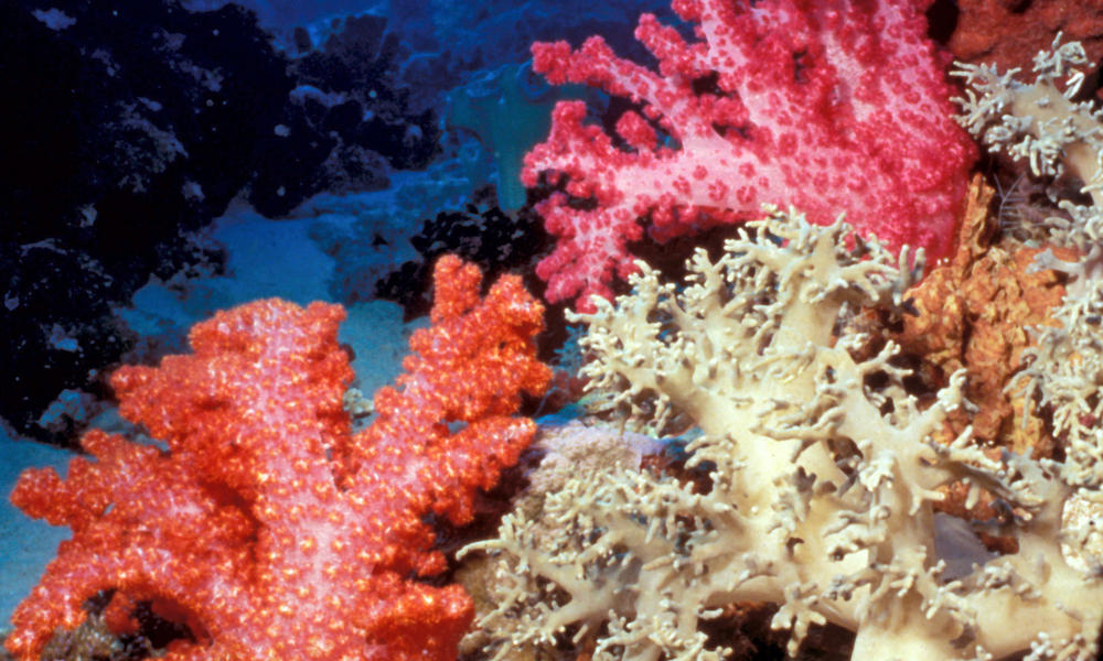 Coral Triangle